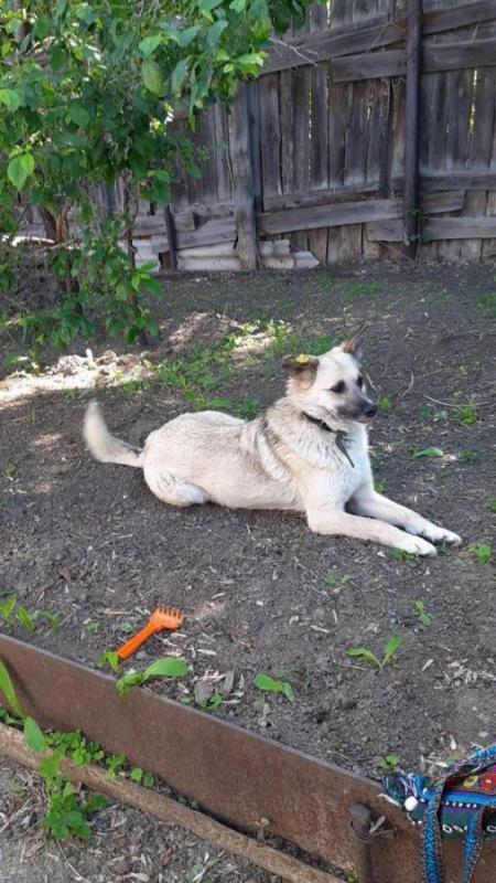 ОЧЕНЬ ИЩЕМ ДОМ ДЛЯ БЕЛКИ! - Орск