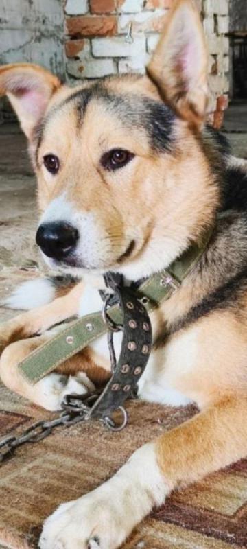 Знакомьтесь, это наш шикарный, кастрированный красавец! - Орск