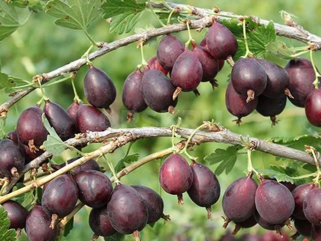 Саженцы Крыжовника бесшипного «Кооператор» - Орск