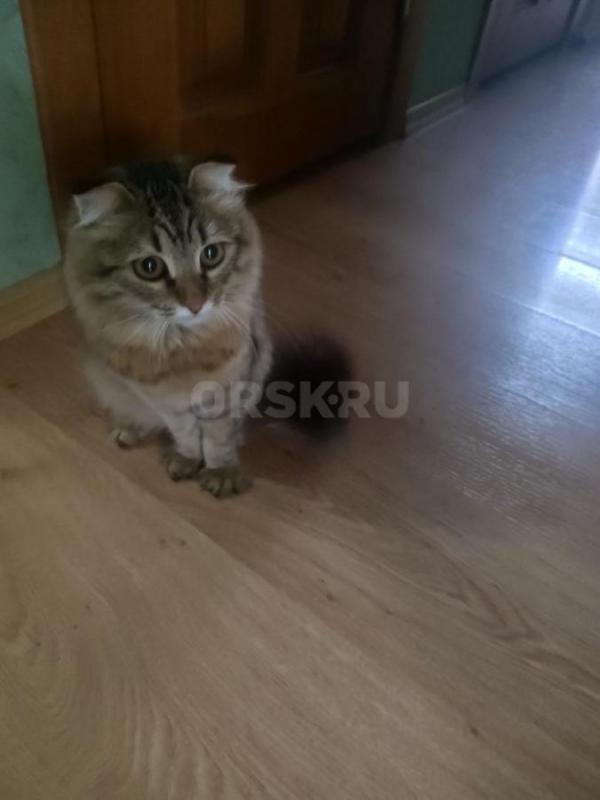 Пришла к дому кошечка. - Орск