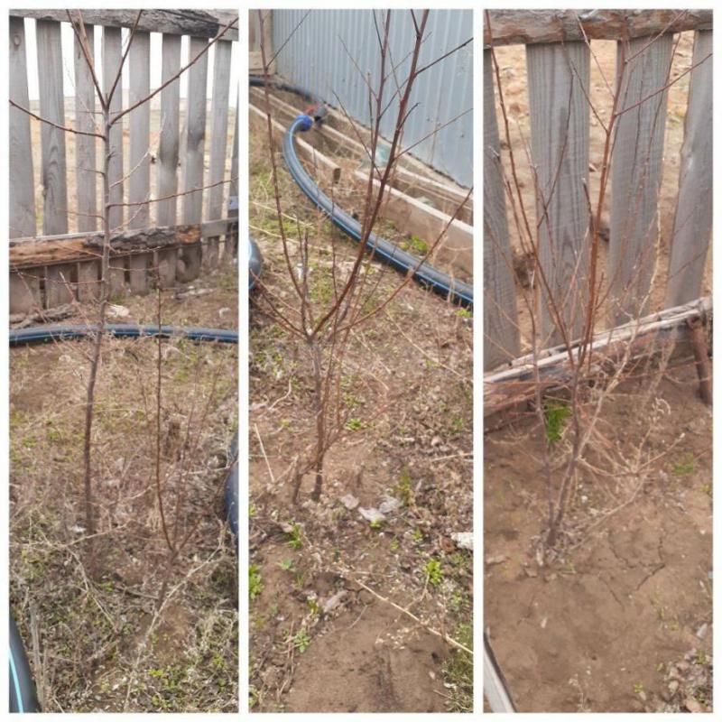 трехлетние саженцы вишни и абрикоса - Орск