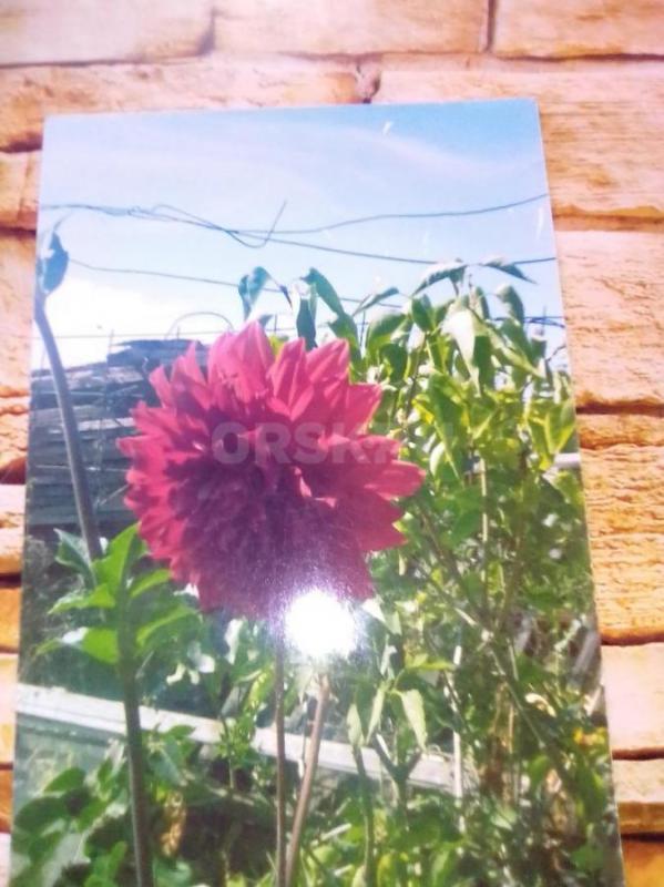 георгины красные и бордовые  каждый в стаканчике - Орск