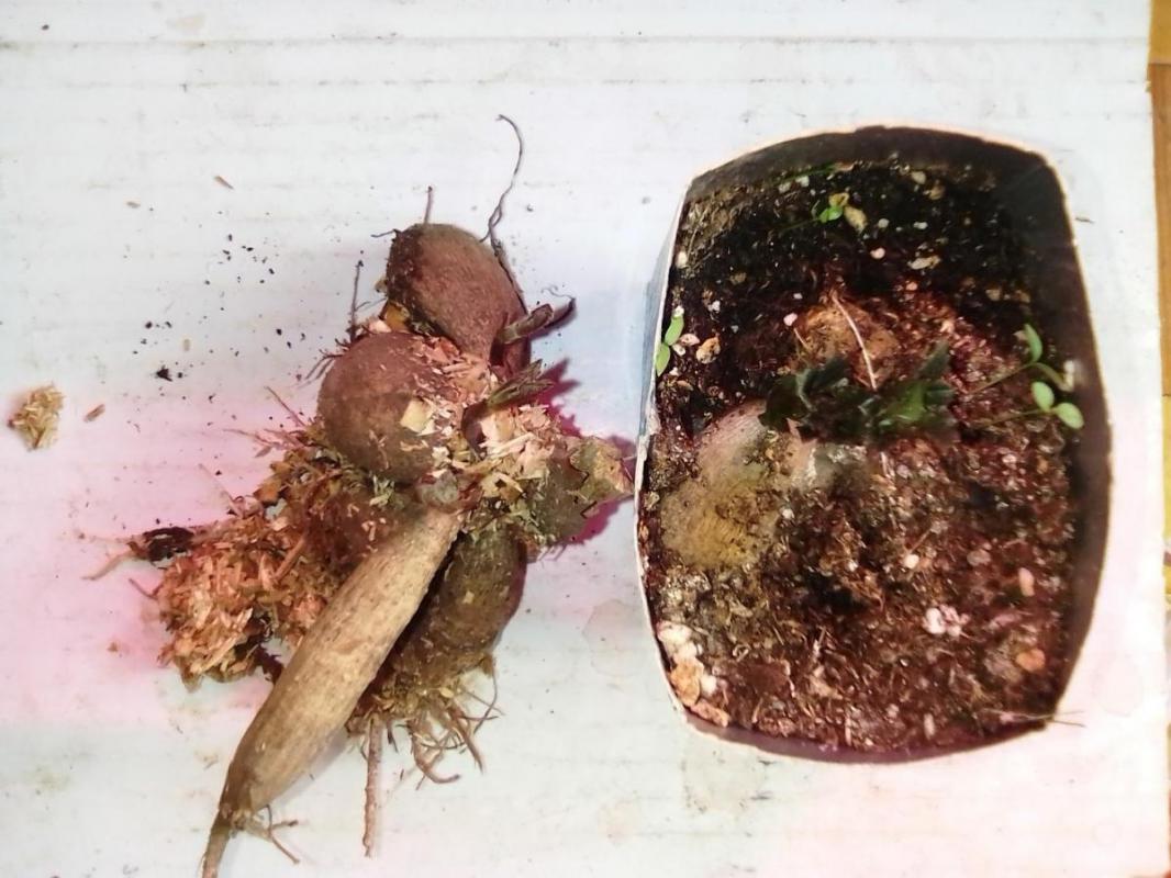 георгины красные и бордовые  каждый в стаканчике - Орск