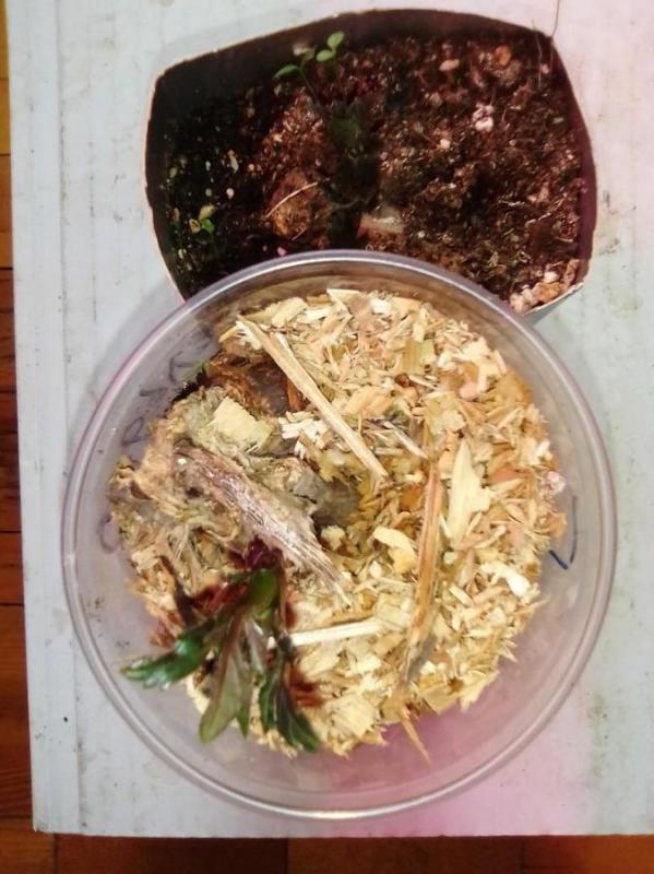 георгины красные и бордовые  каждый в стаканчике - Орск