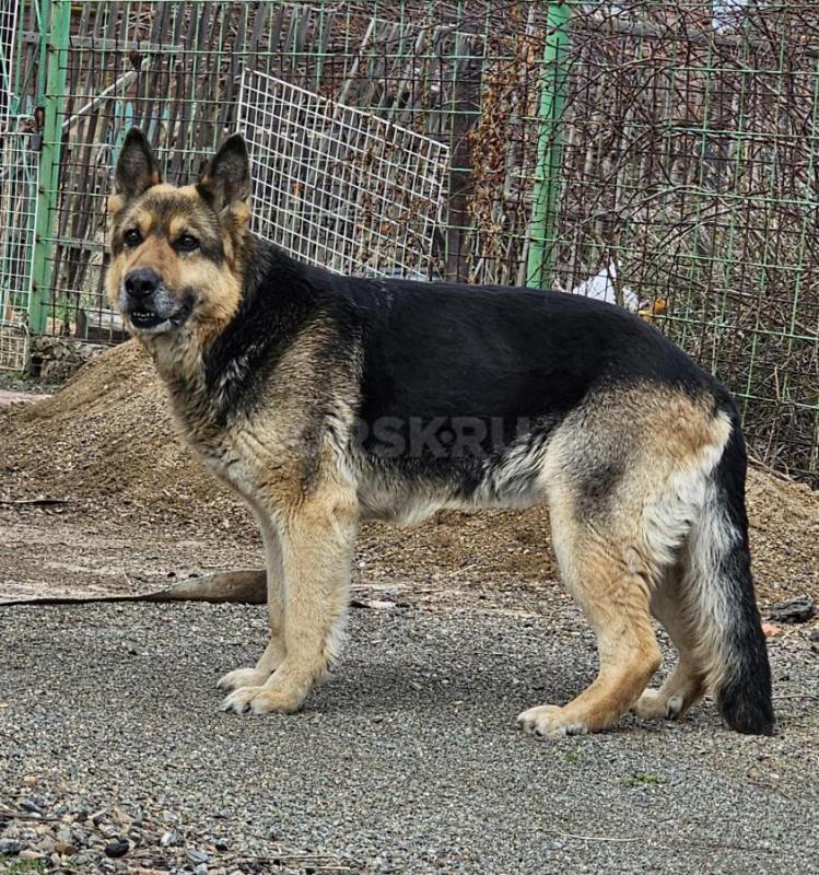 Немецкую овчарку отдам в хорошие руки. - Орск