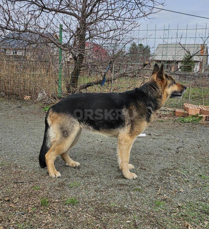 Немецкую овчарку отдам в хорошие руки. - Орск