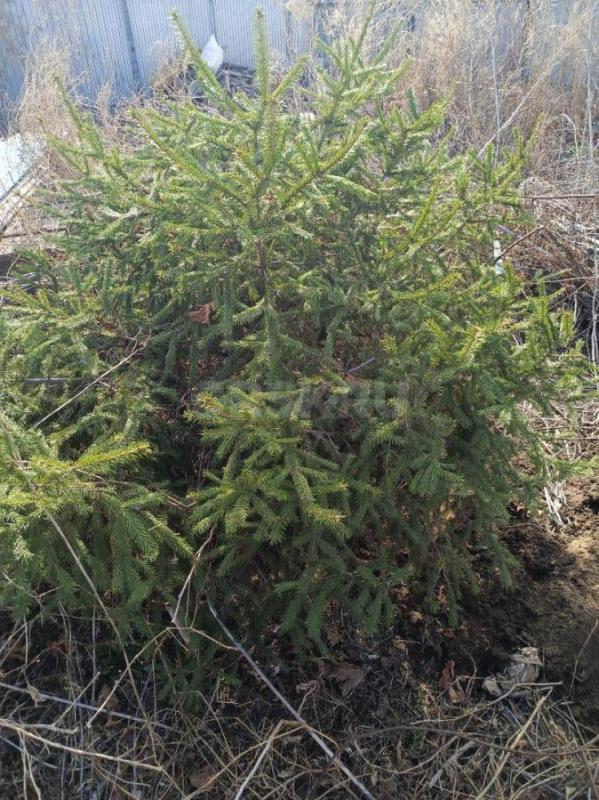 Продам пихту фразера, 5 летняя, пышная вечно зелёная, ландшафтная, отлично смотрится,  откапывать са - Орск