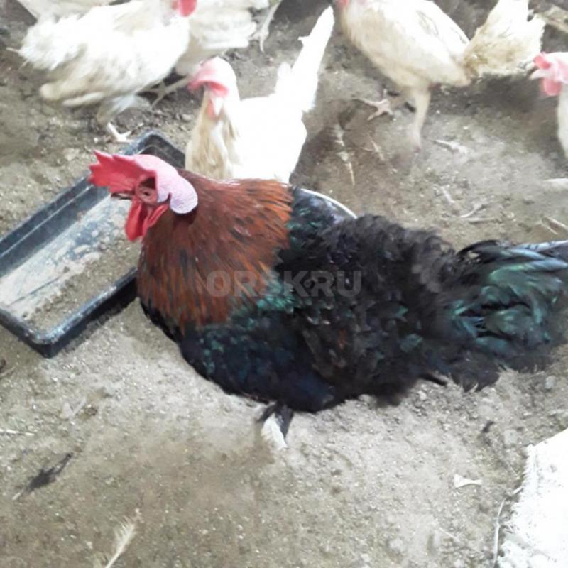 Продам петуха 10 месяцев. - Орск