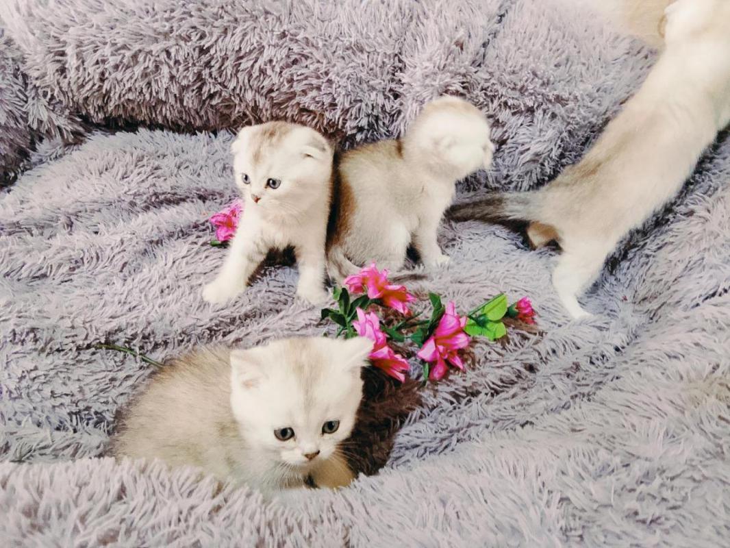 Чистокровные шотландцы, от правильной вязки, рождены 02.03.2026, в полноценной семье одна девочка и - Орск