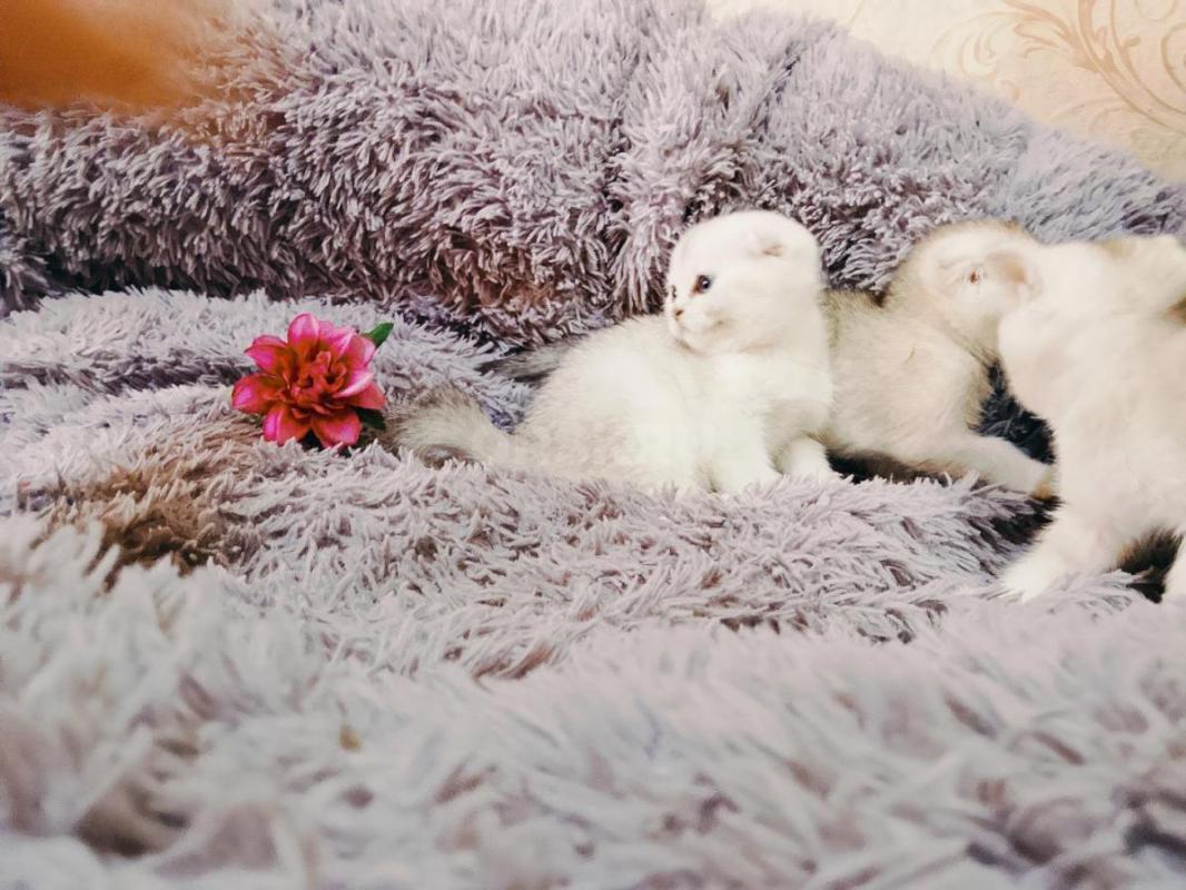 Чистокровные шотландцы, от правильной вязки, рождены 02.03.2026, в полноценной семье одна девочка и - Орск