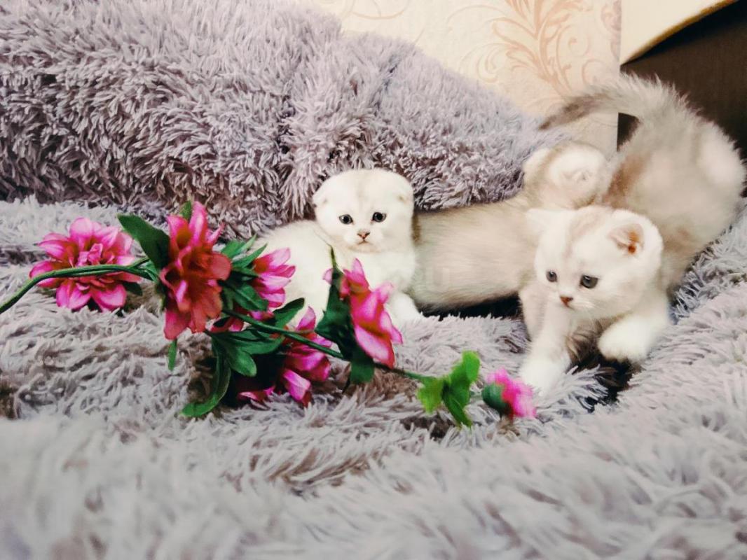 Чистокровные шотландцы, от правильной вязки, рождены 02.03.2026, в полноценной семье одна девочка и - Орск