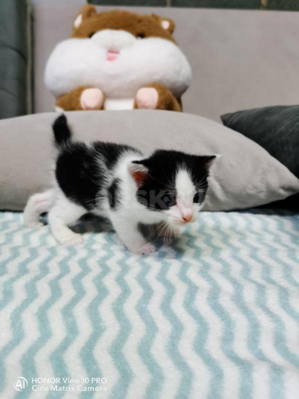 Отдадим в добрые руки котят. - Орск