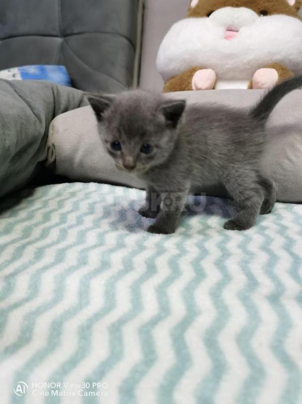 Отдадим в добрые руки котят. - Орск