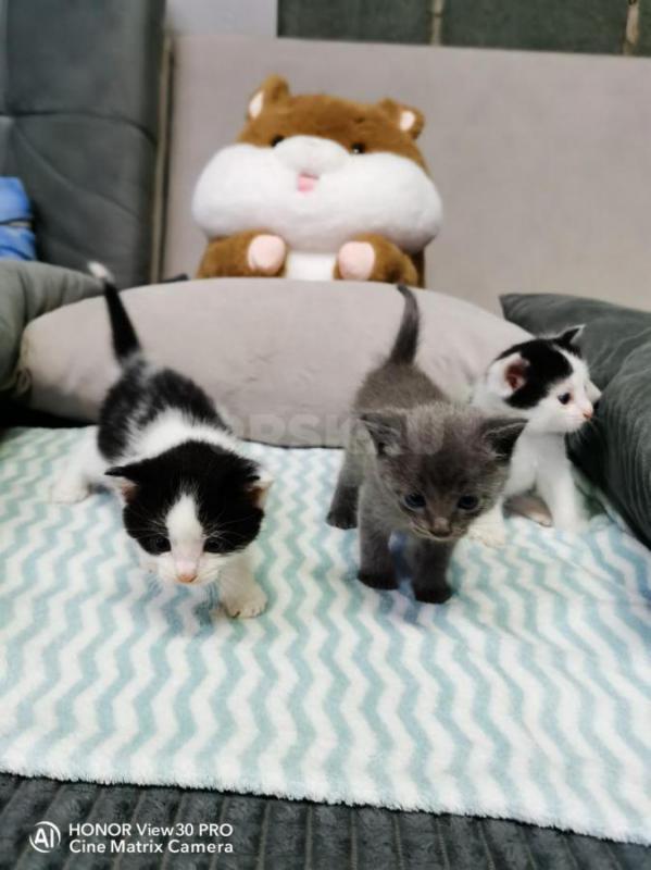 Отдадим в добрые руки котят. - Орск