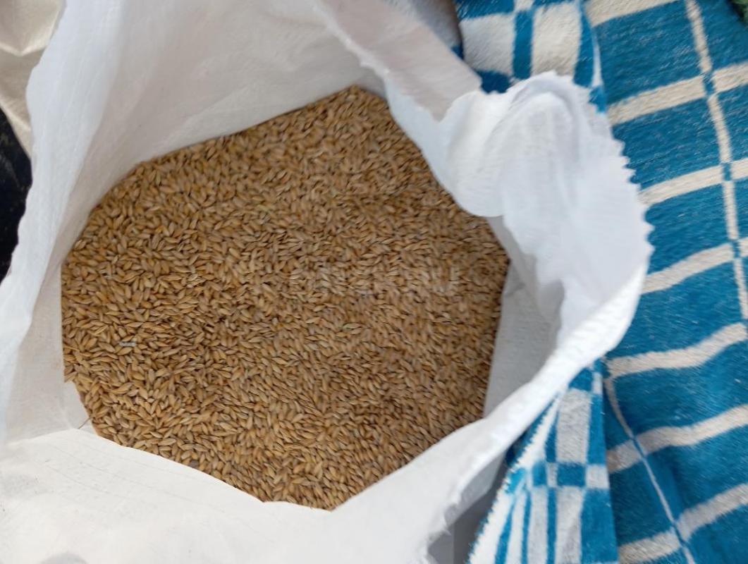 Продам ячмень 10 мешков по 300 ₽. - Орск