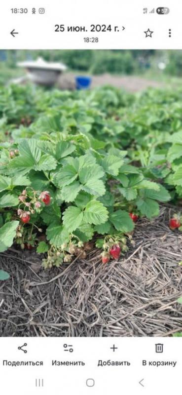 Продам сад. - Орск