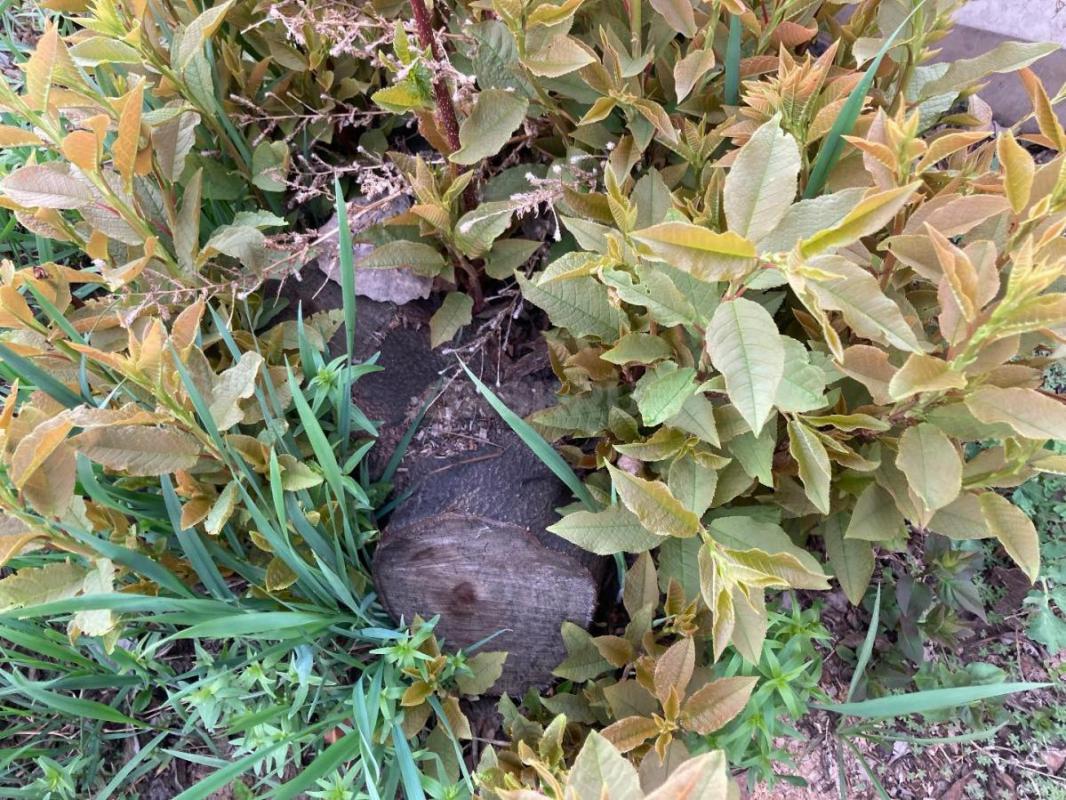 Требуется разнорабочий выкорчевать два пня в палисаднике. - Орск