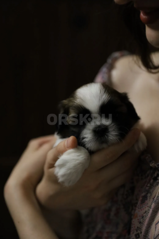 Два мальчика ШИТ-ЦУ с  документами РФК. - Орск