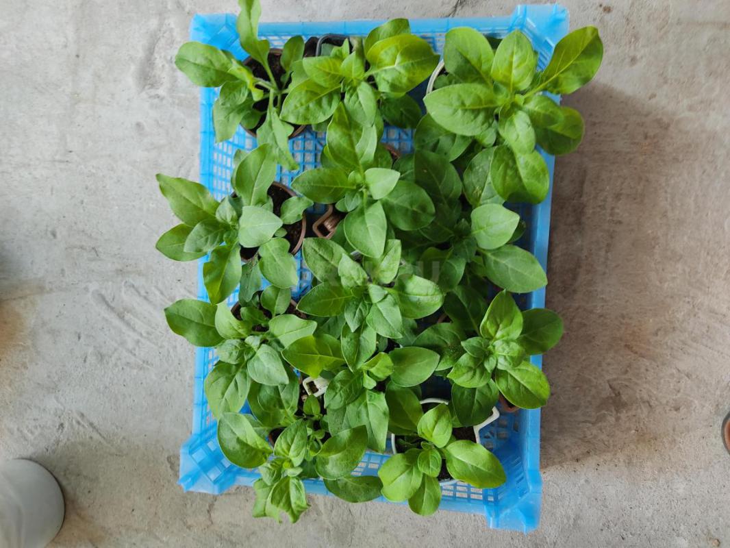 Продам петуньи, начинают набирать цвет - Орск