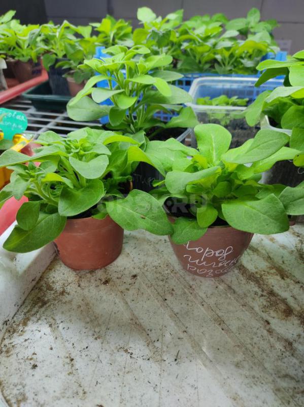 Продам петуньи, начинают набирать цвет - Орск