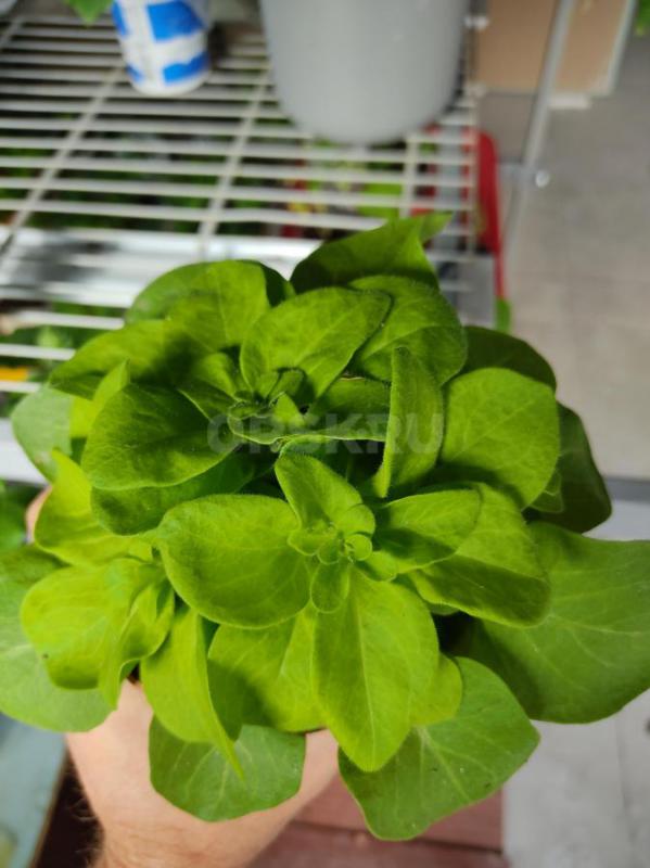 Продам петуньи, начинают набирать цвет - Орск