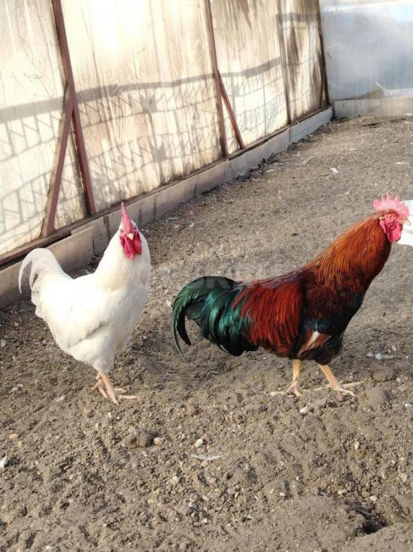Продам петухов 11 мес. - Орск