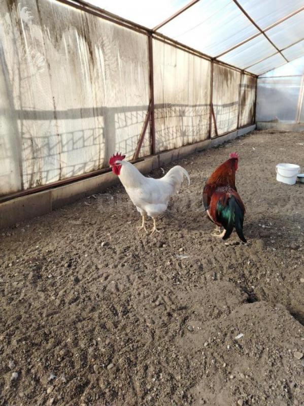 Продам петухов 11 мес. - Орск