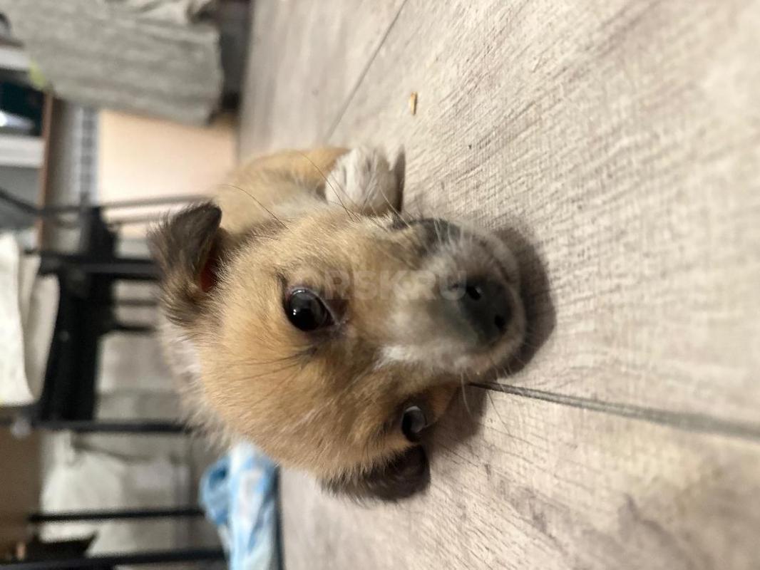 Крошке нужен дом, или передержка! - Орск