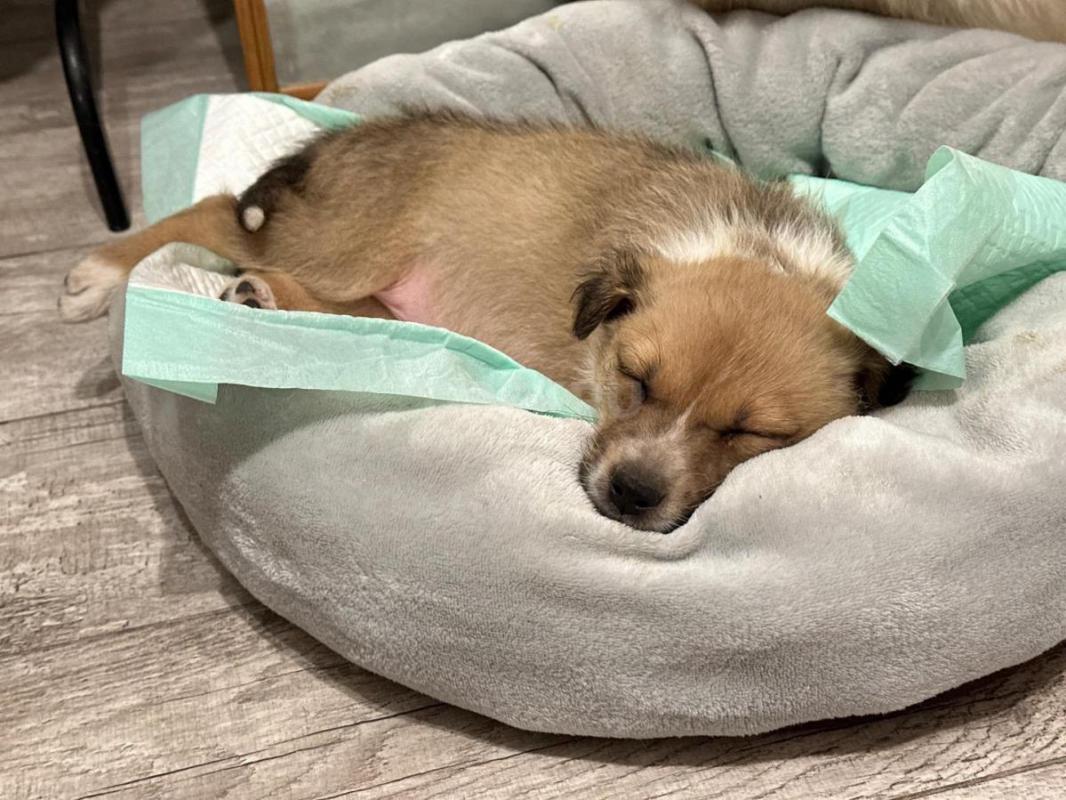 Крошке нужен дом, или передержка! - Орск