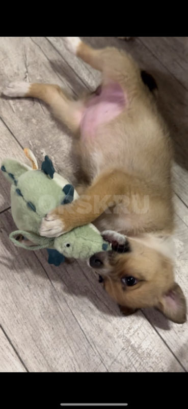 Крошке нужен дом, или передержка! - Орск