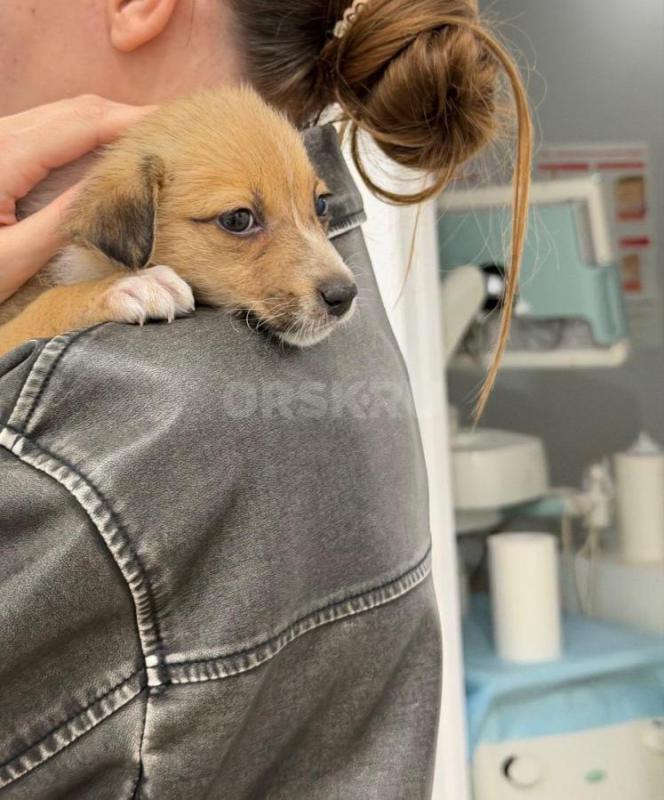 Крошке нужен дом, или передержка! - Орск