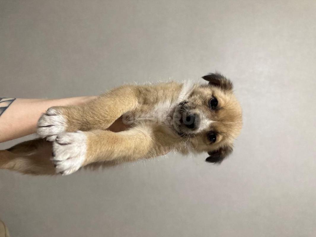 Крошке нужен дом, или передержка! - Орск