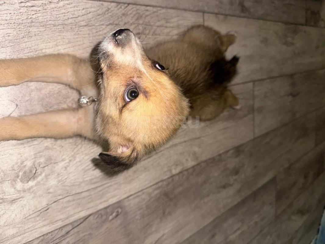 Крошке нужен дом, или передержка! - Орск