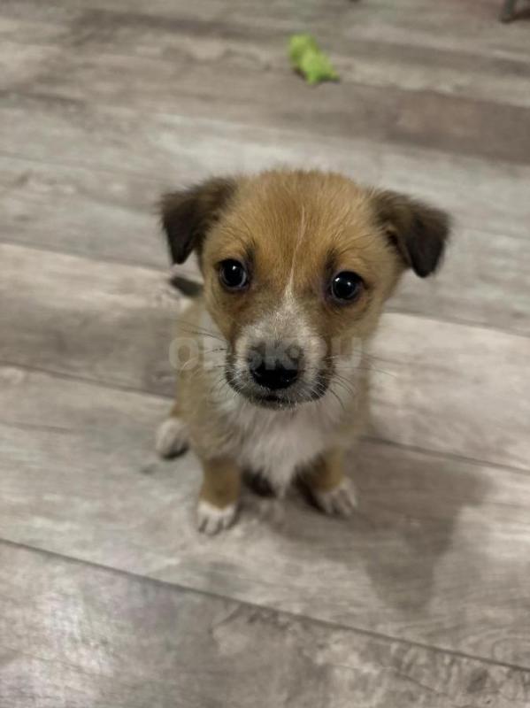 Крошке нужен дом, или передержка! - Орск