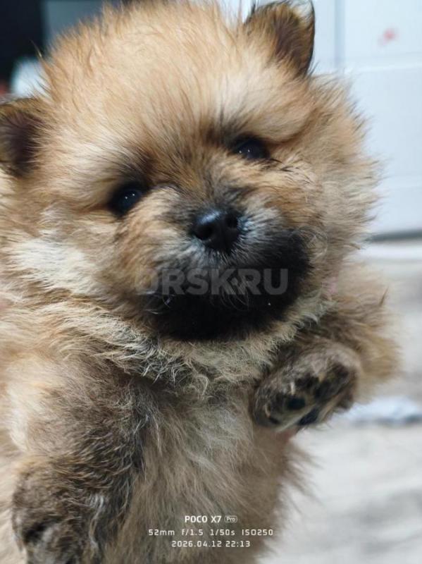 Продаются милые комочки. - Орск