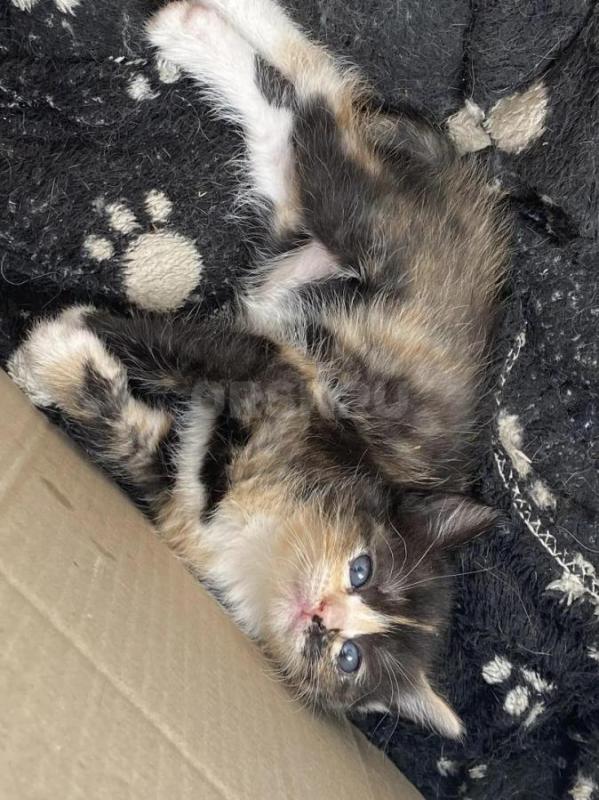 Отдам трех милых девочек ,кушают сами ,лоточек знают. - Орск