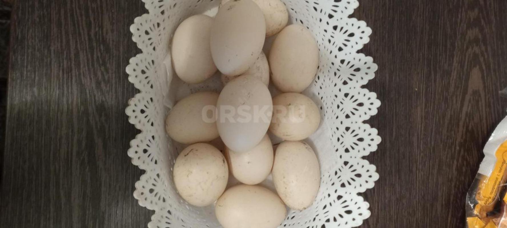 Инкубационное яйцо от индоуток. - Гай