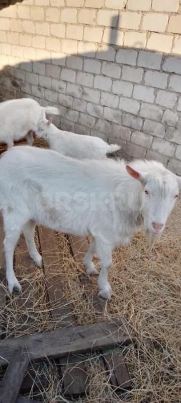 Продам коз. - Орск
