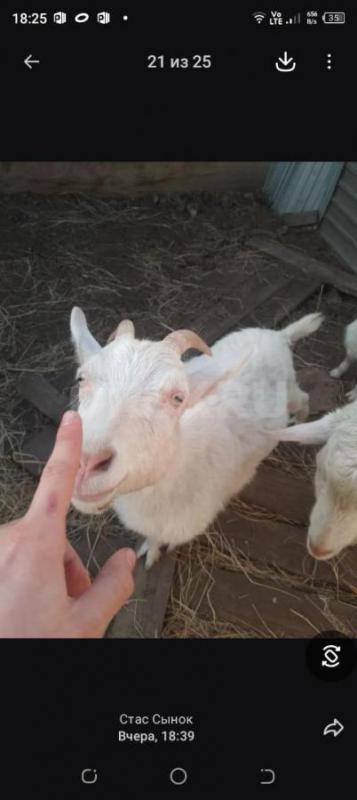 Продам коз. - Орск