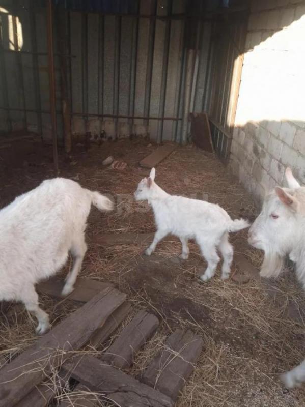 Продам коз. - Орск