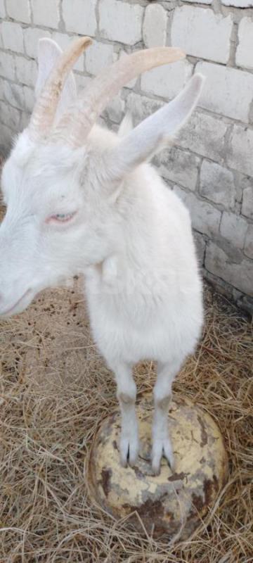 Продам коз. - Орск