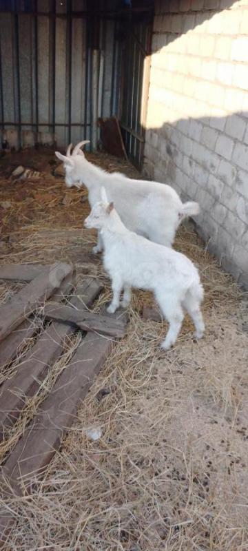 Продам коз. - Орск