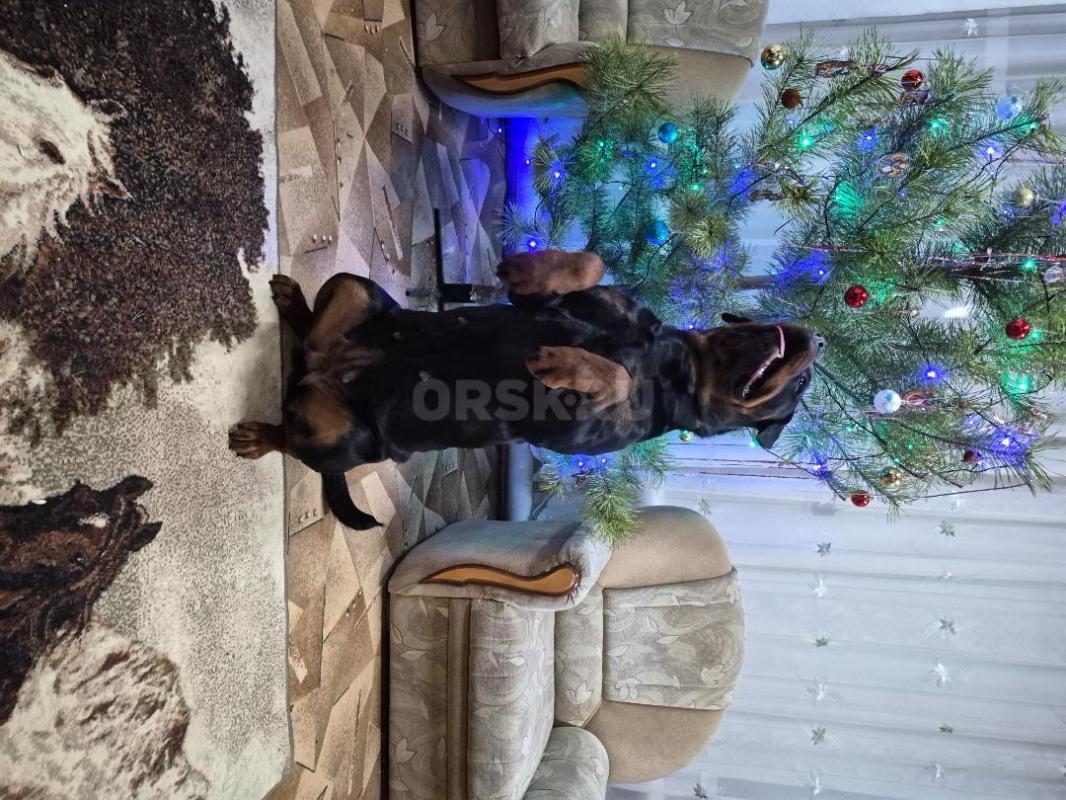 Поодаю щенков ротвейлера с отличной родословной. - Орск