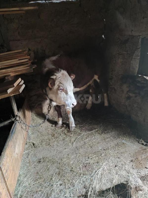 Продам бычка - Орск