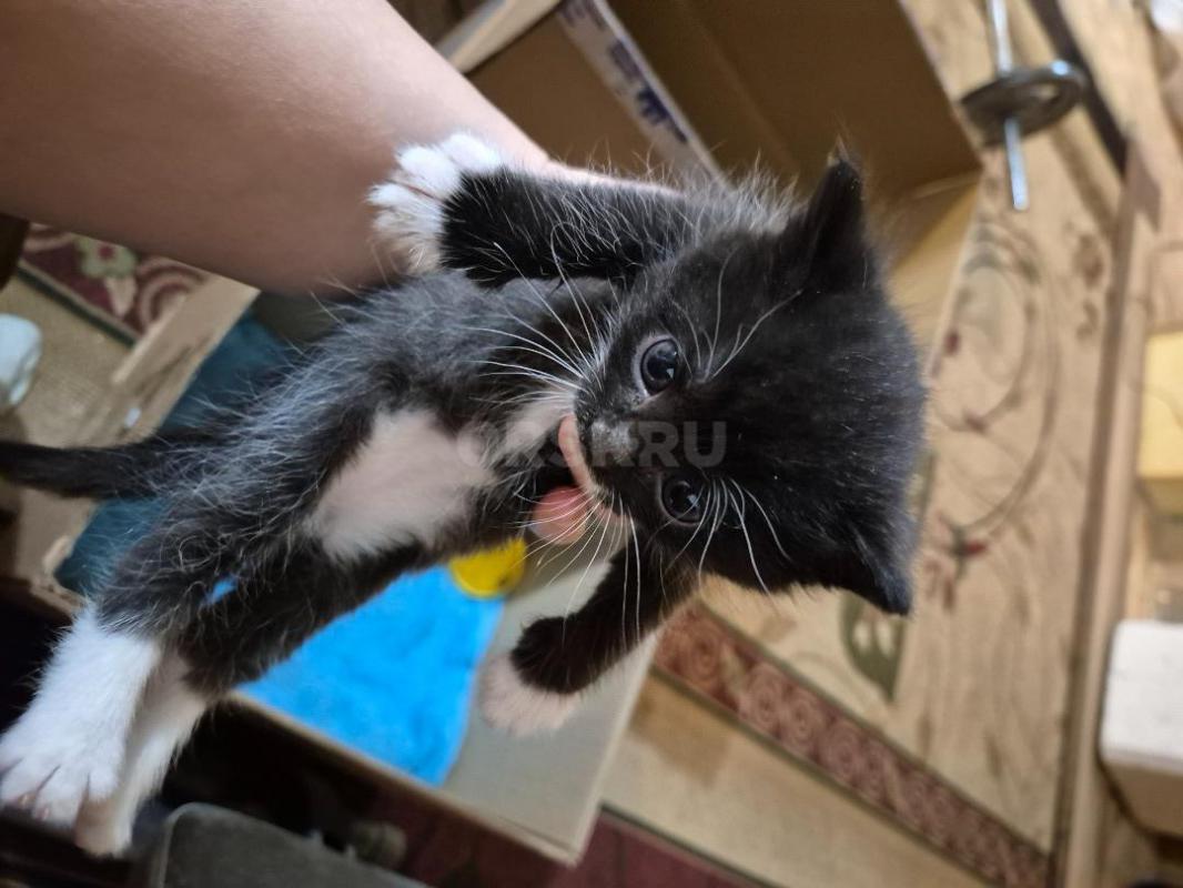 Отдам в добрые руки котёнка. - Орск