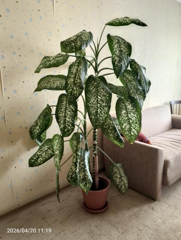 Взрослое растение - Новотроицк