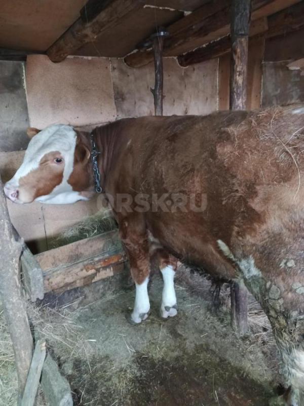 Продам бычка 1г2м - Орск
