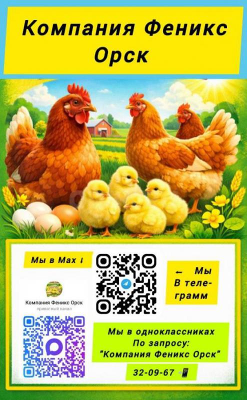 Компания "Феникс " реализует суточный и подрощенный молодняк птицы:

 Бройлерные - Орск