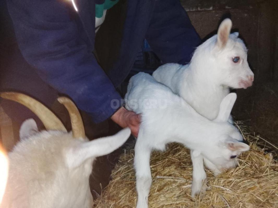 Козочек апрелек от 16.04.2026г. - Орск