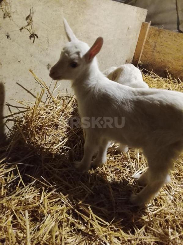 Козочек апрелек от 16.04.2026г. - Орск